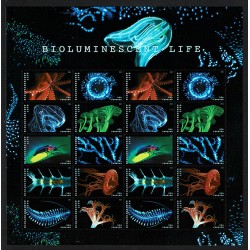 2018 USA Bioluminescenza Marina Unusual