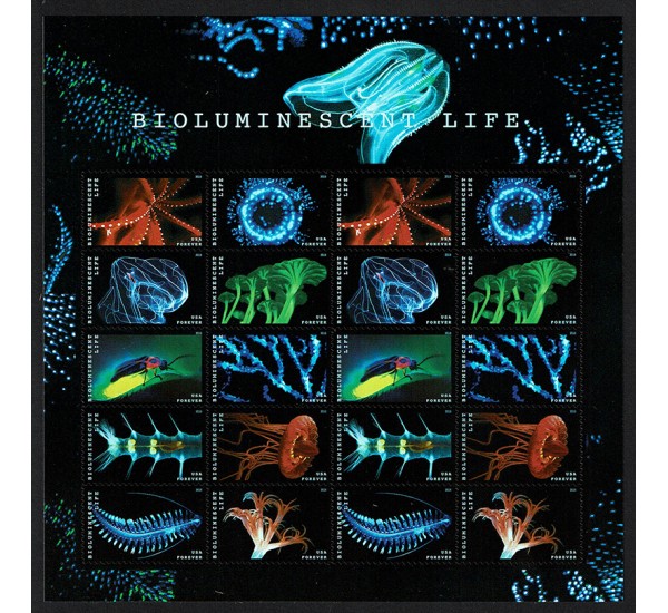 2018 USA Bioluminescenza Marina Unusual